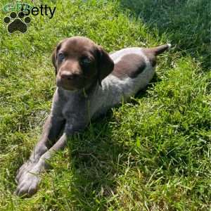Betty, German Shorthaired Pointer Puppy